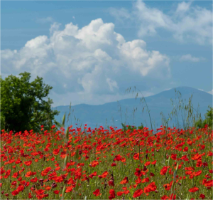 photography tours - Tuscan poppy field